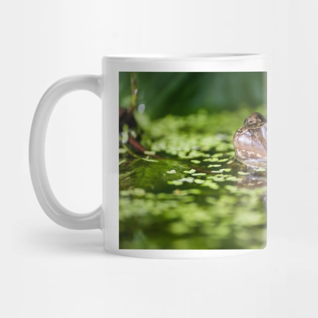 Common Frog in Pond by CreativeNatureM